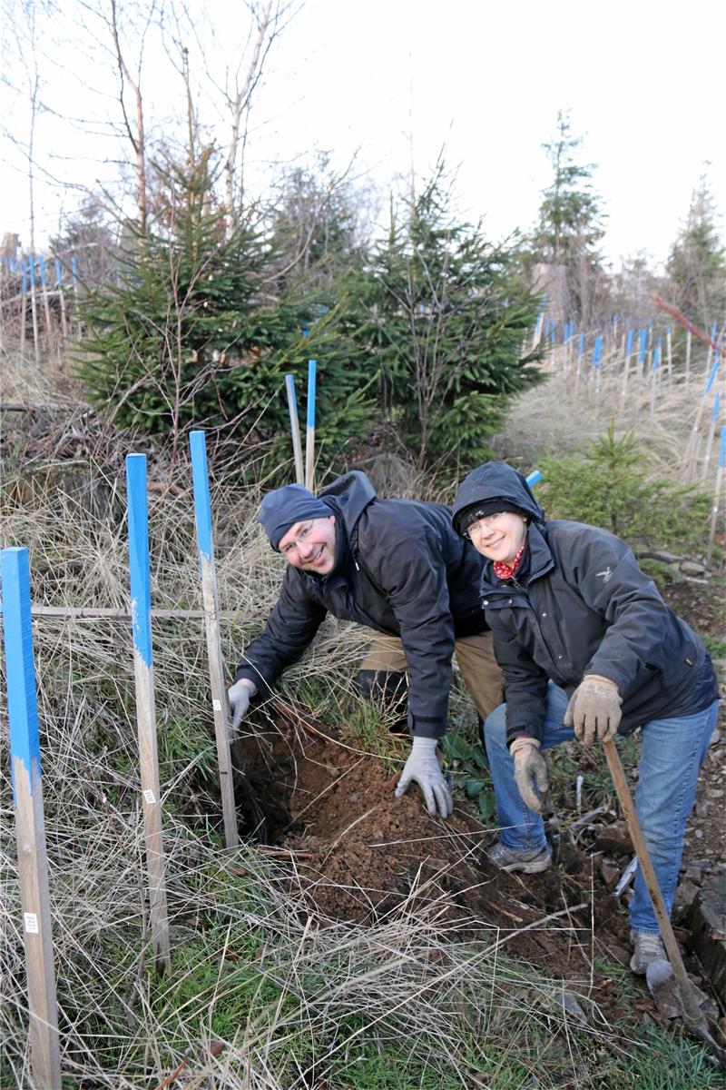Ehepaar pflanzt 1100 Bäume zum Goslarer Stadtjubiläum Matthias und Christiane Hunneshagen bei der Arbeit: Die beiden haben gestern ihren 1100. Baum beim Projekt „Wald für morgen“. Foto: Hartmann