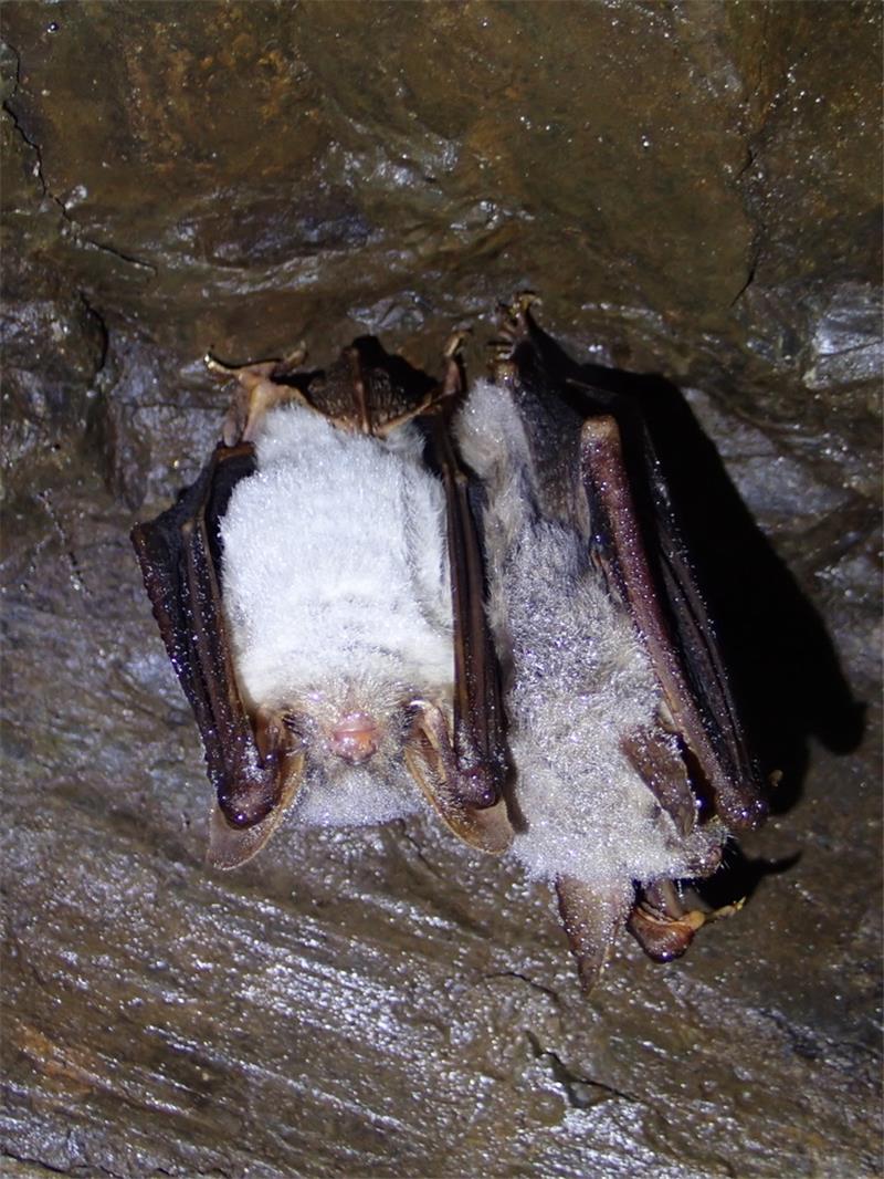 Mausohren-Fledermäuse in einer Höhle in Altenau. Foto: Niedersächsische Landesforsten
