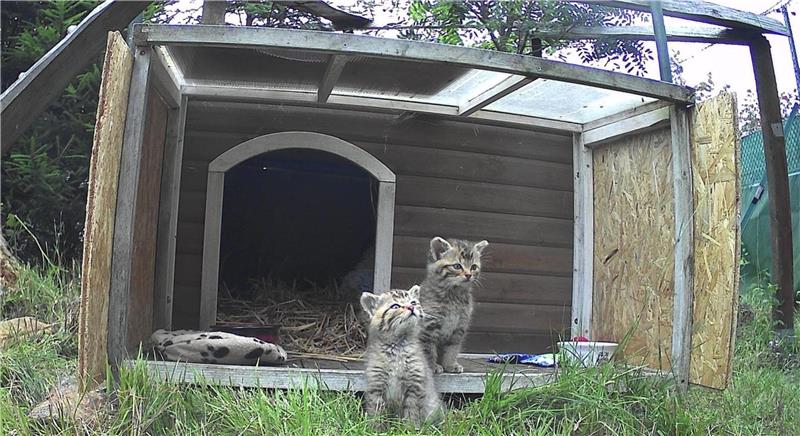 Diese süßen Wildkatzenbabys lagen zum Sterben an der Autobahn Maxi und Moritz in ihrer neuen, vorübergehenden Heimat, dem Wildkatzengehege an der Marienteichbaude.