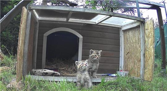 Maxi und Moritz in ihrer neuen, vorübergehenden Heimat, dem Wildkatzengehege an der Marienteichbaude.