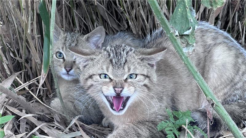 Wildkatzenbaby entrinnt dem Tod und findet eine neue Mama Maxi und Moritz mögen Menschen nicht wirklich. Sie werden auf alle Fälle nach dem Winter in die Freiheit entlassen.