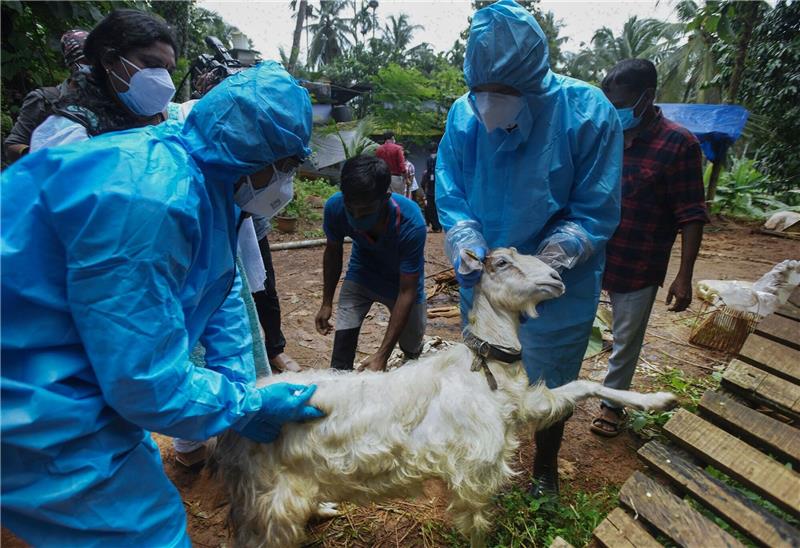 Nipah-Virus in Südindien: Hinweise für Reisende Medizinisches Personal in Kozhikode im Süden Indiens entnimmt einer Ziege Blutproben, um sie auf das Nipah-Virus zu testen.
