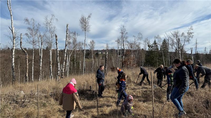 Helfer pflanzen Hunderte Bäume in St. Andreasberg und Hohegeiß Mehr als 30 ehrenamtliche Helfer beteiligen sich am sogenannten Grünen Dreieck an der Pflanzaktion in Hohegeiß, zu der die Freiwillige Feuerwehr des Bergdorfs aufgerufen hat.