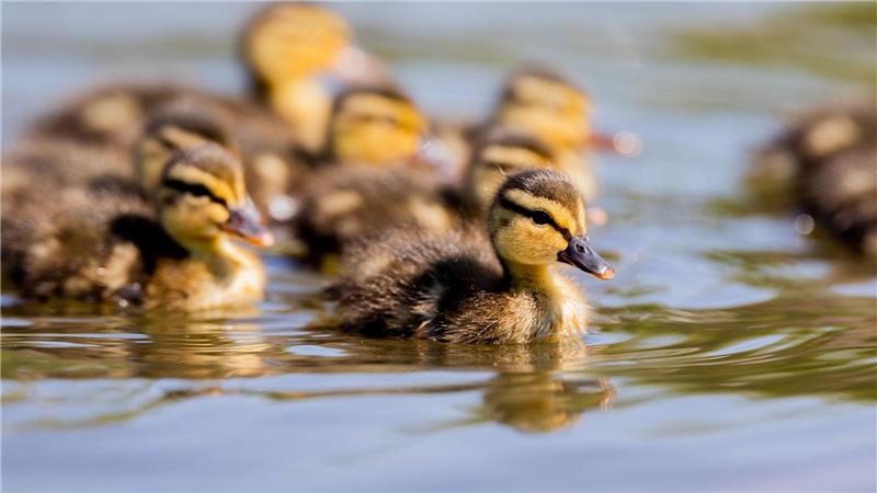 Feuerwehr rettet Enten aus Güllesilo Mehrere Enten wie diese mussten von der Feuerwehr aus einem Güllesilo gerettet werden. (Symbolfoto)