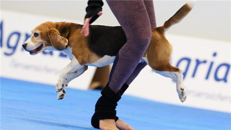 Wenn Hunde tanzen - Meisterschaft in Dog Dancing gestartet Mehrere Hunderassen wetteiferten mit ihren Besitzern um den Titel