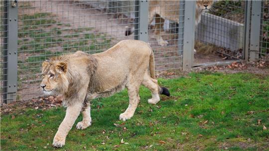 Mehrere Löwen stürzten sich auf den Zoo-Mitarbeiter. (Symbolbild)