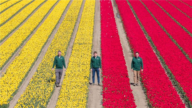 Mehrere Millionen Tulpen in verschiedenen Farben sorgen für bunte Felder.