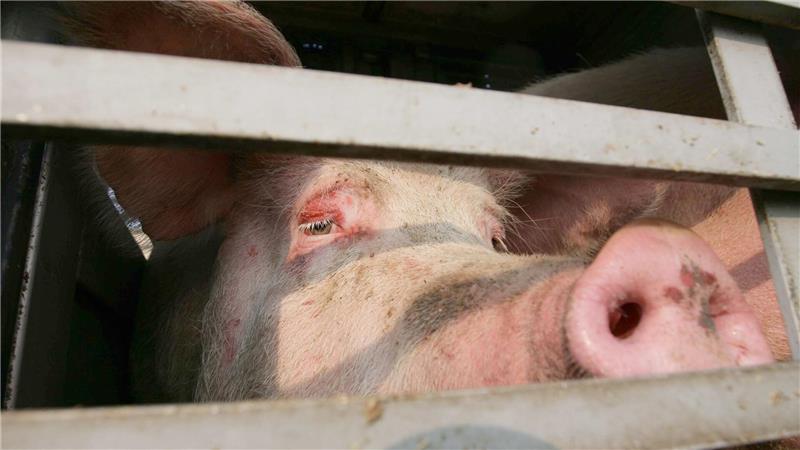 Mehrere Schweine sind aus einem Transporter gefallen. (Symbolbild)