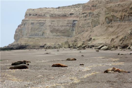 Mehrere tote Mähnenrobben liegen an einem patagonischen Atlantikstrand nahe Viedma.