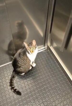 Meist nutzt Lucky den Fahrstuhl, um runter ins Erdgeschoss und später wieder hoch zur Wohnung zu kommen.