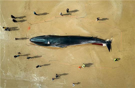 Menschen stehen am Kadaver eines 17 Meter langen Finnwals (Balaenoptera physalus), der am Strand in East Yorkshire liegt.