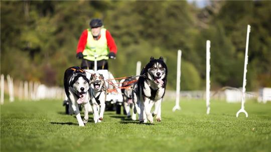 Menschen und Hunde arbeiten beim Luchstrail eng zusammen.