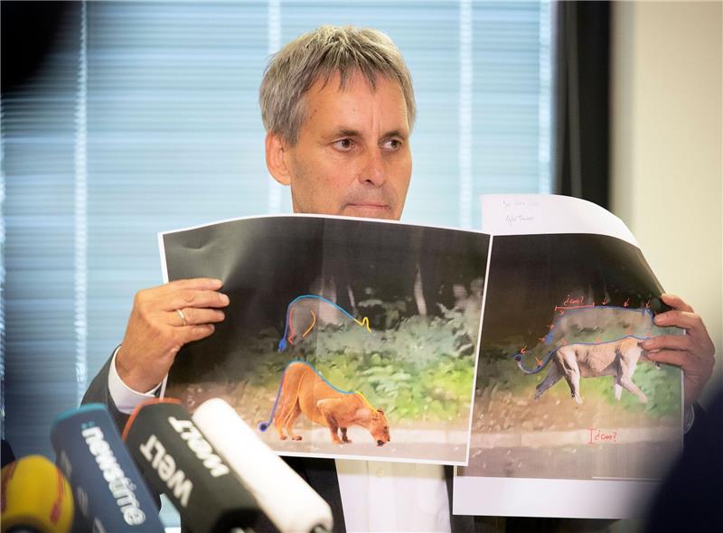 „Es gibt keine Löwin”: Entwarnung am Stadtrand von Berlin Michael Grubert erklärt während einer Pressekonferenz anhand von Fotos, weshalb es sich bei dem gesuchten Raubtier um keine Löwin handelt.