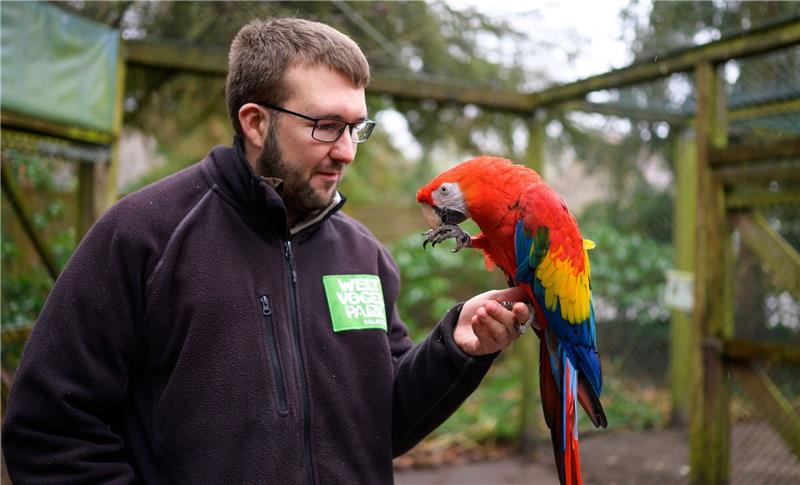 Michael Lenzgen, Tierpfleger im Weltvogelpark Walsrode, begutachtet Kiera den Hellroter Ara.