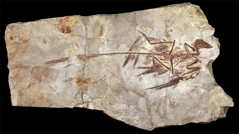 Microraptoren waren gefiederte Dinosaurier, die in der frühen Kreidezeit lebten. (Handout)