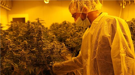 Mike Toniolo, Inhaber des Schweizer Cannabis-Unternehmens «TB Farming» überprüft seine legalen Marihuana-Pflanzen.