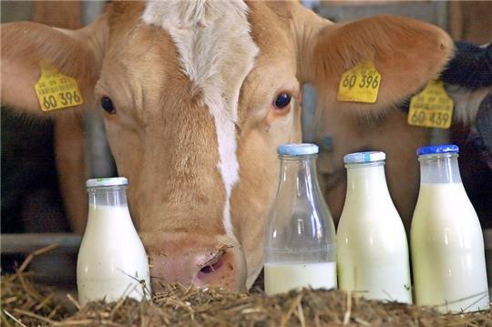 Milch hilft gegen Maroditis, hieß früher ein Slogan. Die Menschen in Bremen verzehren laut einer Studie im  Ländervergleich am meisten Milchprodukte. Foto Hildenbrand/dpa
