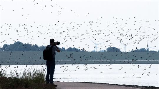 Millionen von Zugvögeln werden in diesen Wochen vor ihrem Weiterflug gen Süden an der niedersächsischen Wattenmeerküste erwartet. (Archivbild)