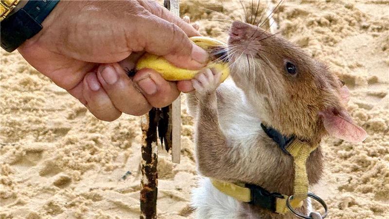 Minensuchratten werden vor allem mit Bananen und Erdnüssen belohnt. 