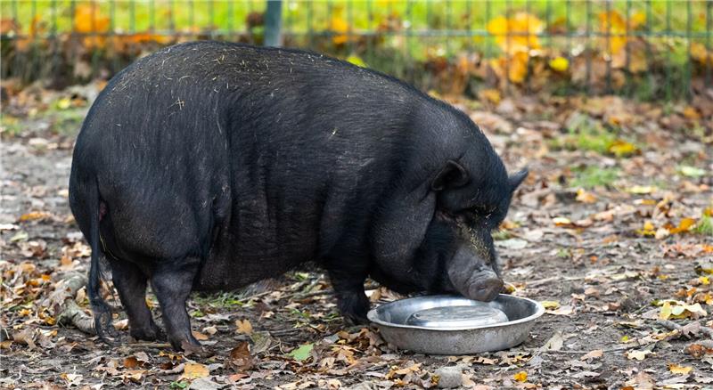 Minischweine als Haustiere - Experten warnen vor Trend Minischweine werden bei Sabine Bracker auf dem Gnadenhof bei Ebstorf im Landkreis Uelzen häufig abgeben.