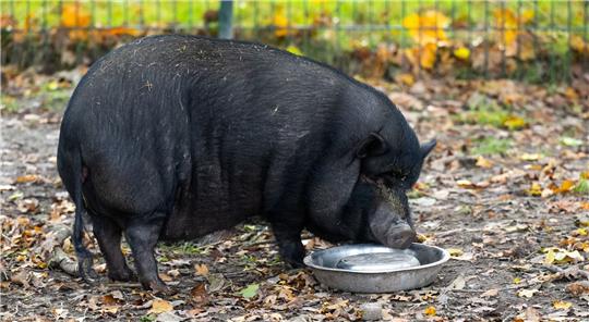 Minischweine werden bei Sabine Bracker auf dem Gnadenhof bei Ebstorf im Landkreis Uelzen häufig abgeben.