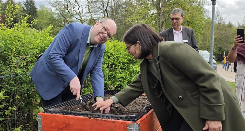 Minister Meyer setzt eine Kartoffel in eines der Hochbeete an der Kurpromenade.