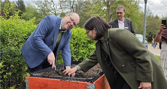 Minister Meyer setzt eine Kartoffel in eines der Hochbeete an der Kurpromenade.