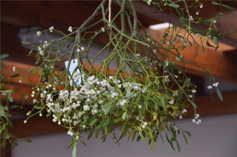 Mystischer Sympathieträger – aber im Obstgarten unbeliebt Mistel