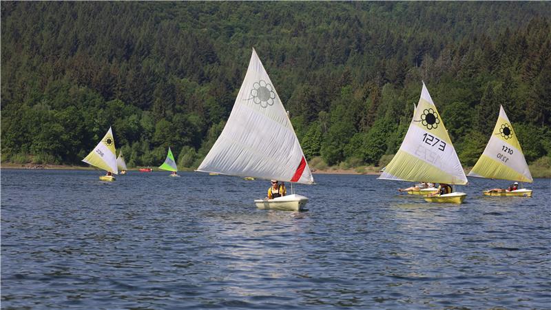 Segelboote mit weißen Segeln auf einem See vor bewaldetem Ufer