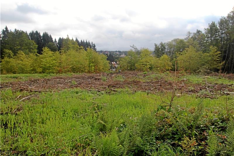 Neubaugebiet: Grünes Licht für die Dr.-Vogeler-Straße in Braunlage Mit Blick auf die Stadt könnten nach dem Wunsch der Politik am oberen Ende der Dr.-Vogeler-Straße neue Eigenheime für Familien entstehen. Foto: Eggers
