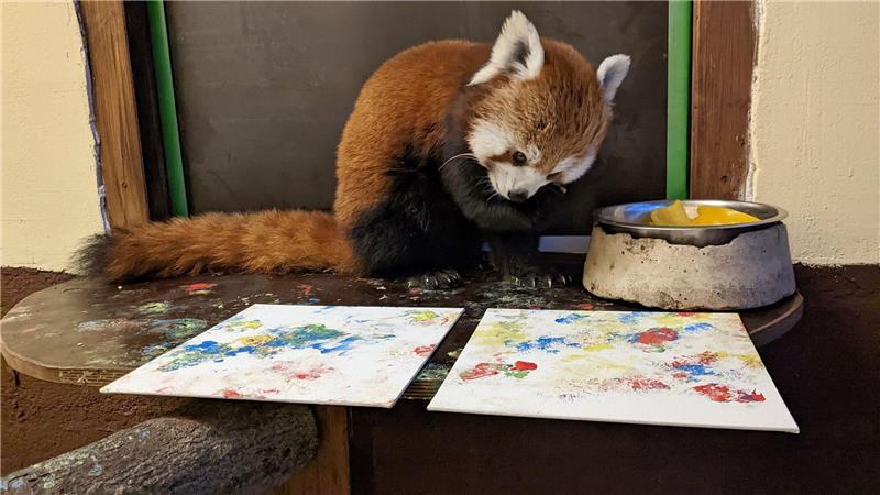 Mit Fingerfarbe an ihren Pfoten malt Panda-Bärin Kamala kleine Kunstwerke.