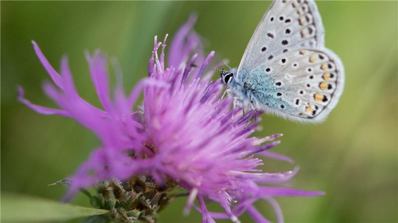 Mit Hilfe von heimischen Pflanzen wie etwa Flockenblumen lockt man viele Arten in den Garten.