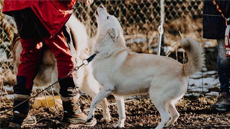 Großes Bedauern: Schlittenhunderennen im Oberharz muss ausfallen Ein Hund schnüffelt an der Hand eines Menschen.