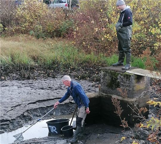 Mit Keschern holen die Mitglieder des Angelsportvereins die Fische aus dem Vorwärmteich des Waldschwimmbads.