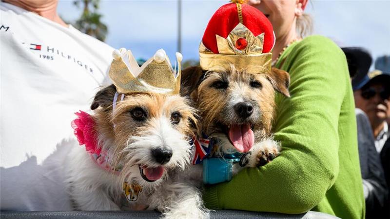 Mit Krönchen warteten die Hunde Lucy und Larry auf den royalen Besuch.