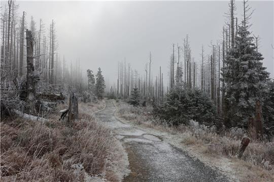Mit Raureif bedeckt ist die Landschaft im Nationalpark Harz am Brocken.