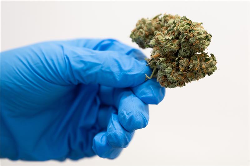Goslarer Drogenbande tarnt kiloweise Marihuana in Nusstüten Mit Walnusstüten tarnten die Drogendealer ihre Ware. Symbolbild: Sebastian Kahnert