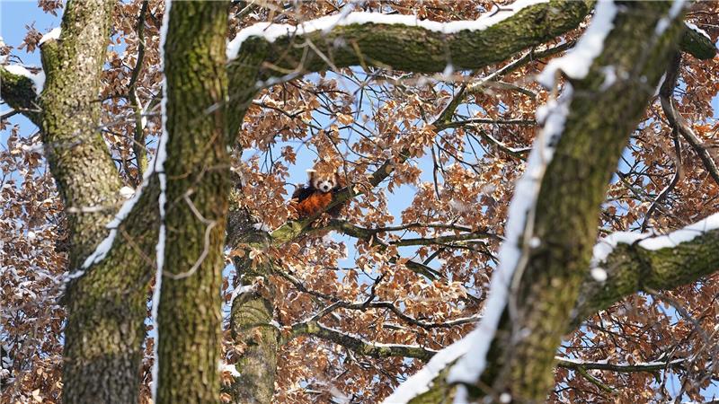 Mit Weitblick: Panda Barney sitzt hoch oben im Baum.