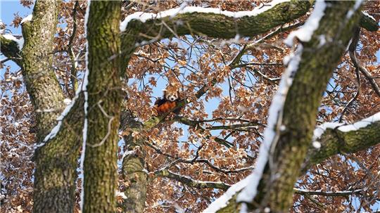 Mit Weitblick: Panda Barney sitzt hoch oben im Baum.