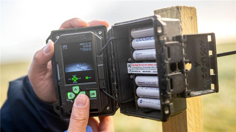 Wer frisst hier totes Tier? Erkenntnisse aus Aas-Projekt Mit Wildtierkameras wird beobachtet. (Archivbild)