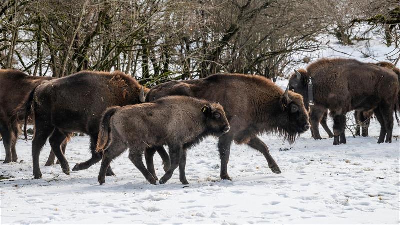 Mit dem Neuzuwachs aus Berlin und NRW leben in dem Nationalpark nun rund 90 Wisente (Handoutbilder).
