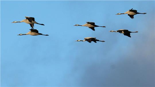 Mit dem Vogelzug breitete sich auch die Vogelgrippe verstärkt aus – in diesem Jahr waren besonders viele Kraniche betroffen. (Archivbild)