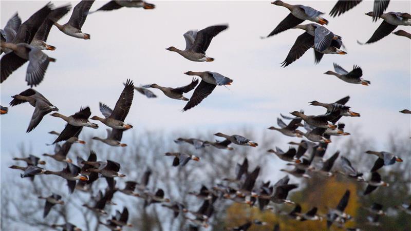 Vogelgrippe breitet sich aus – Tausende Kraniche verendet Mit dem Vogelzug erhöht sich alljährlich im Herbst die Gefahr, dass auch das Vogelgrippe-Virus eingeschleppt wird. (Symbolbild)