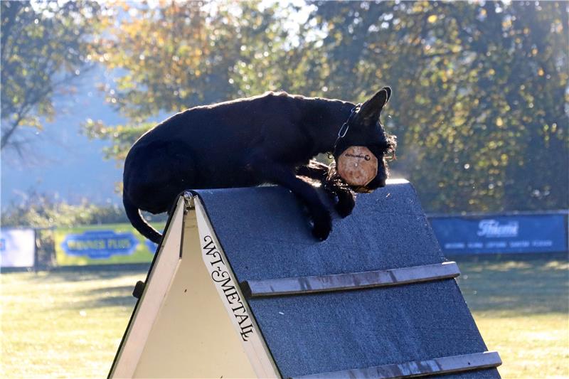 Mit dem Wurfholz zurück über das Hindernis: Erst auf das Kommando der Besitzer laufen die Riesenschnauzer los und erfüllen ihre Aufgabe. Foto: Kühlewind