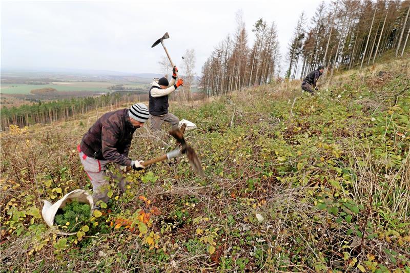 Tote Fichten bieten Starthilfe für neues Leben Mit der Harzer Pflanzhaue arbeiten sich der Männer bei Astfeld am Nordberg empor und setzen die jungen Bäume. Fotos: Kühlewind