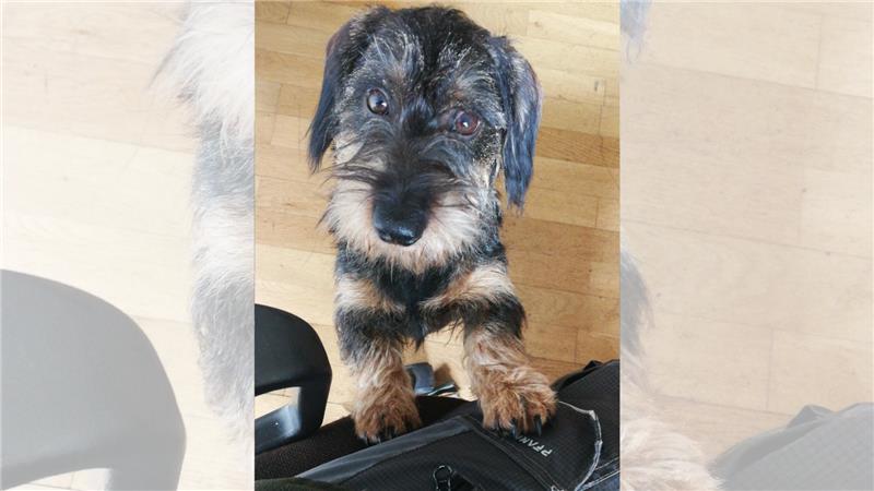 Mit diesem Foto suchte Mona Martin nach Theo. Foto: Privat