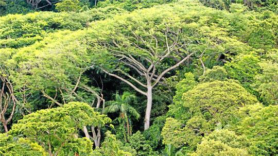 Mit einem Klimabündnis global etwas bewegen: Die Aufnahme aus dem Jahr 2006 zeigt einen dichten atlantischen Regenwald auf der Ilha do Cardoso in Brasiliens Bundesstaat Sao Paulo.