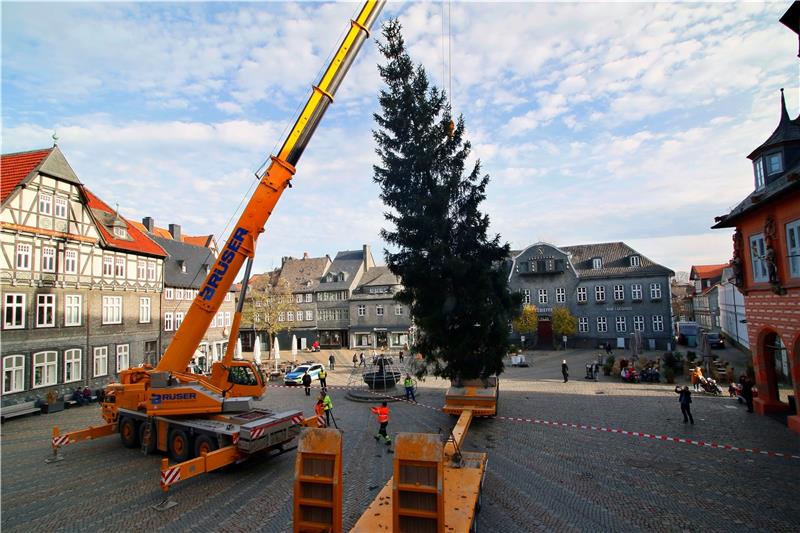 Mit einem Kran wird die Weihnachtsfichte vor das Rathaus gehoben.  Fotos: Epping
