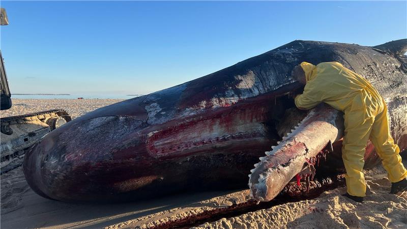 Mit einem Messer hatte ein Experte den Unterkiefer am Strand auf Sylt vom Kadaver gelöst.