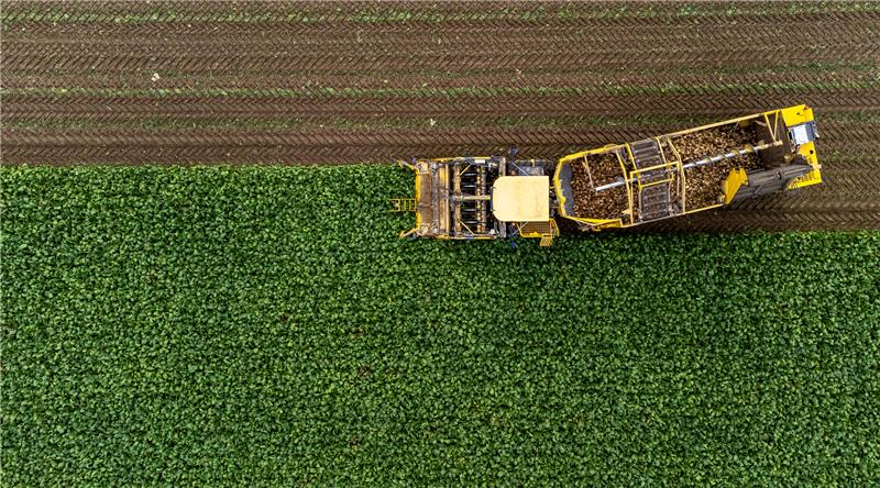 Mit einem Rübenroder werden Zuckerrüben auf einem Feld geerntet. Foto: picture alliance/dpa | Philipp Schulze